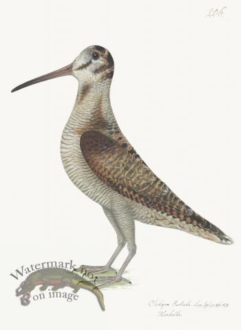 Rudbeck 206 Woodcock 18x24